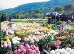 廊坊“固安县农业花卉基地”旅游景点介绍